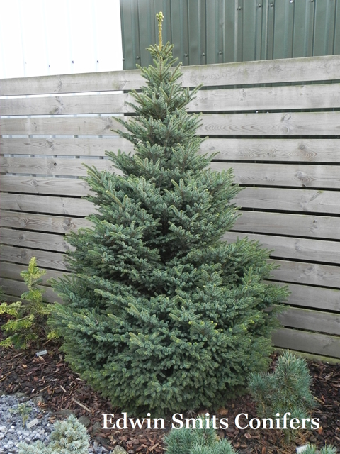 Picea glehnii 'Chitosumaru'